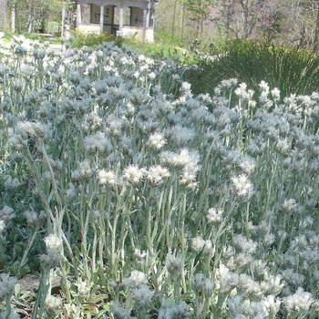 Antennaria neglecta