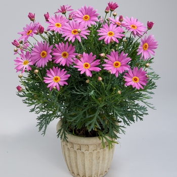 Argyranthemum frutescens Angelic™ 'Giant Pink'