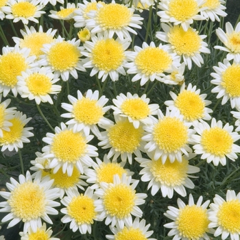 Argyranthemum frutescens 'Sole Mio'