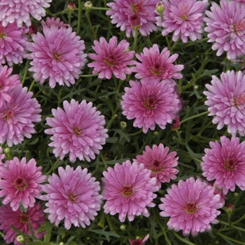 Argyranthemum frutescens Summersong™ 'Dark Rose'