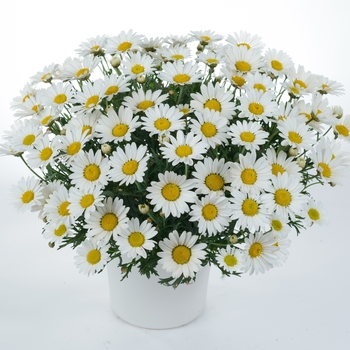 Argyranthemum frutescens 'Everest'