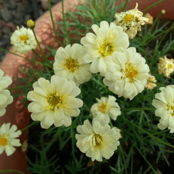 Argyranthemum frutescens 'Double Lemon' 