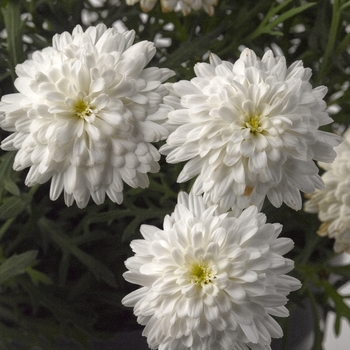 Argyranthemum frutescens 'Double White' 