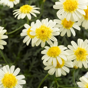 Argyranthemum frutescens Glory 'Lemon'