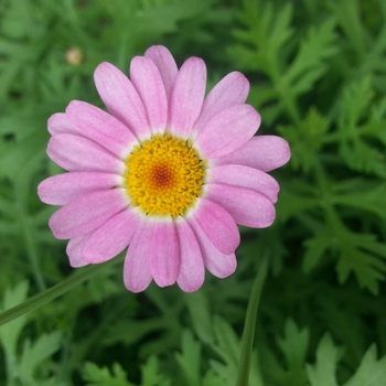 Argyranthemum frutescens Glory 'Pink'