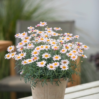 Argyranthemum frutescens Go Daisy 'Barbie'