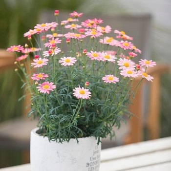 Argyranthemum frutescens 'Coral w/Ring' 