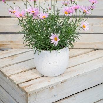 Argyranthemum frutescens 'Plus Elsa Pink' 