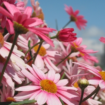 Argyranthemum frutescens 'Plus Pink' 
