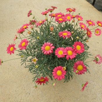 Argyranthemum frutescens Go Daisy 'Simply Red'