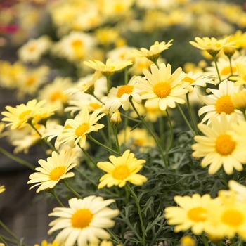 Argyranthemum frutescens Go Daisy 'Simply Yellow'