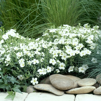 Arenaria montana 'Avalanche'