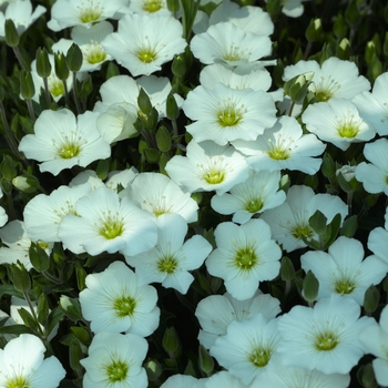 Arenaria montana 'Blizzard Compact' 