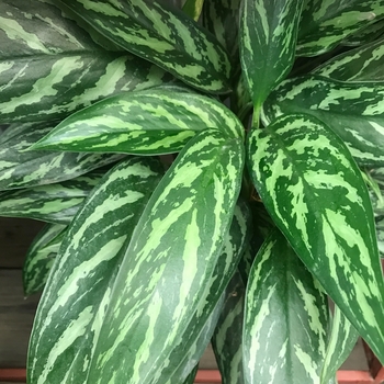 Aglaonema 'Gemini' 