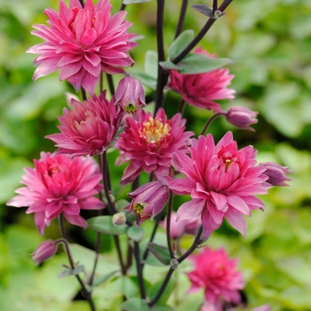 Aquilegia vulgaris Clementine™ Red