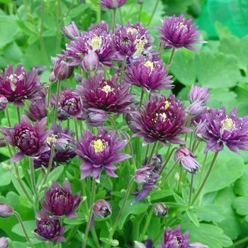Aquilegia vulgaris Clementine™ Dark Purple