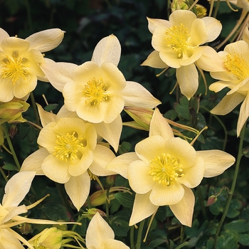 Aquilegia caerulea Songbird 'Goldfinch'