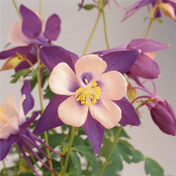 Aquilegia caerulea 'Nightingale' 