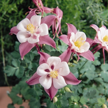 Aquilegia caerulea Songbird 'Robin'