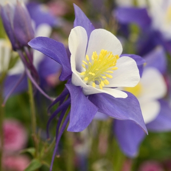 Aquilegia Swan 'Blue and White'