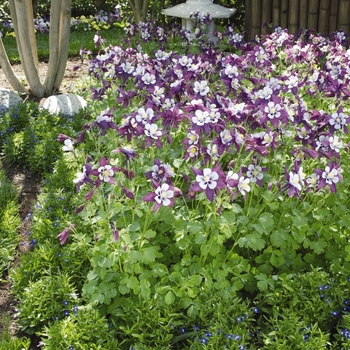 Aquilegia 'Lavender' 