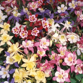 Aquilegia 'Mix' 