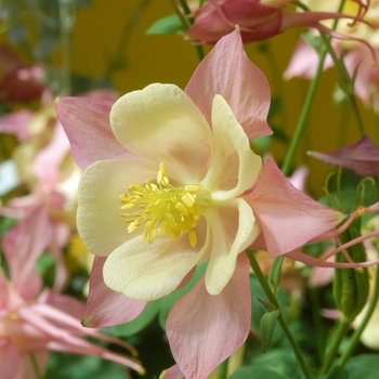 Aquilegia Swan 'Pink & Yellow'