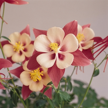 Aquilegia 'Rose & White' 