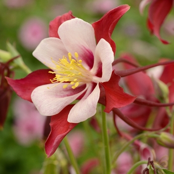 Aquilegia Swan 'Red & White'