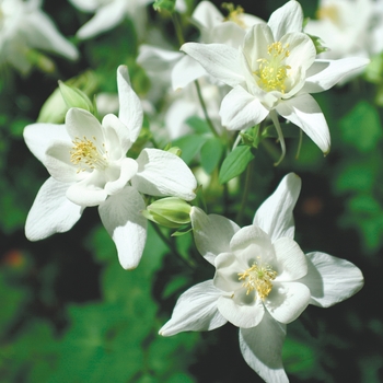 Aquilegia Swan 'White'