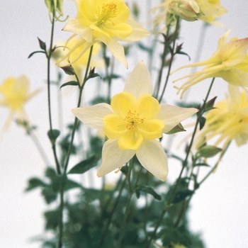 Aquilegia 'Yellow' 