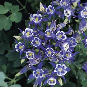 Aquilegia vulgaris 'Blue & White' 