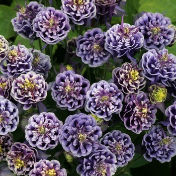 Aquilegia vulgaris 'Double Dark Blue-White' 