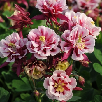 Aquilegia vulgaris 'Double Red & White' 