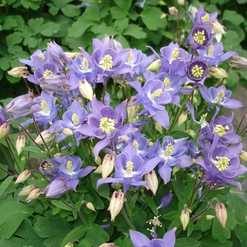 Aquilegia vulgaris Winky 'Early Sky Blue'