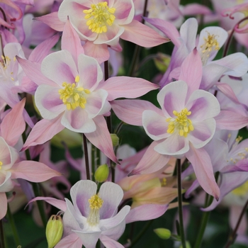 Aquilegia vulgaris 'Pink' 