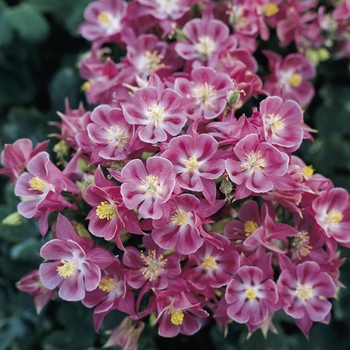 Aquilegia vulgaris Winky 'Rose'