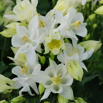 Aquilegia vulgaris 'White' 