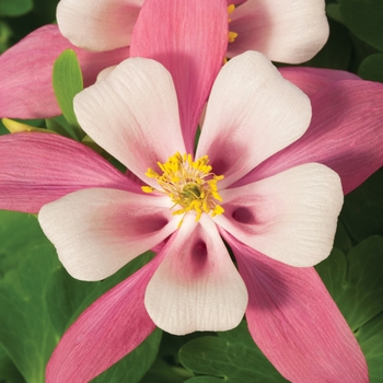 Aquilegia caerulea Origami™ 'Pink and White'