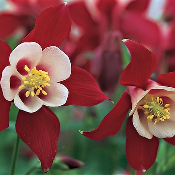 Aquilegia caerulea Origami™ 'Red & White'