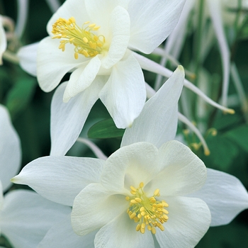 Aquilegia caerulea Origami™ 'White'