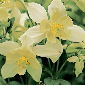 Aquilegia caerulea 'Yellow' 