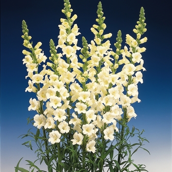 Antirrhinum majus Apollo 'Ivory'