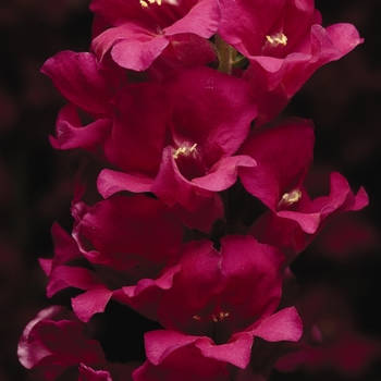 Antirrhinum majus Apollo 'Purple'