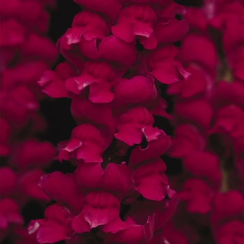 Antirrhinum majus 'Crimson' 