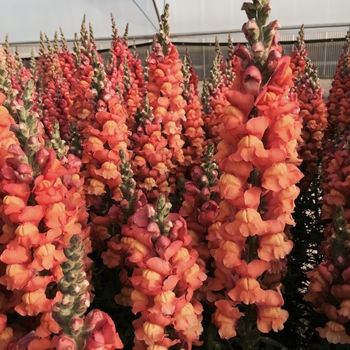 Antirrhinum majus Cool 'Orange'