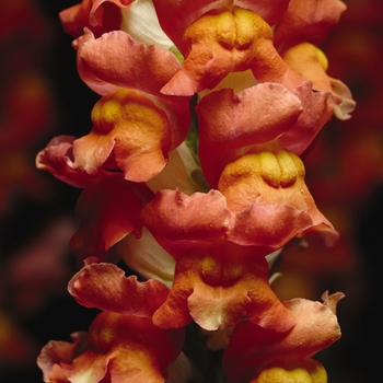 Antirrhinum majus 'Orange Bicolor' 