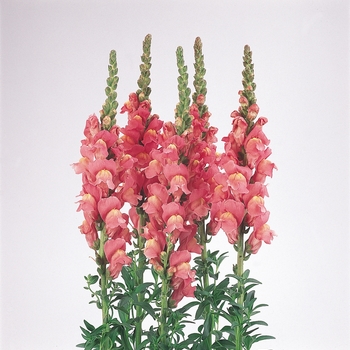 Antirrhinum majus Cool 'Rose'