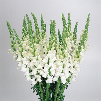 Antirrhinum majus Cool 'White'