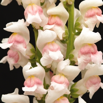 Antirrhinum majus 'Maryland Appleblossom' (133511)
